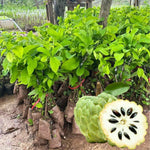 Annona Squamosa Sugar Apple Tree Live Plant, Starter Size 5”-10” Seedling in Pot, Custard Sugar-Apple Plant, Hardy, Tropical Flavor