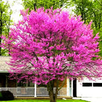 Eastern Redbud Tree Live Plant Dormant, 6 to 13 Inch Tall, Red Bud Tree Plants Live, Purple Lavender Redbud Blooms Color