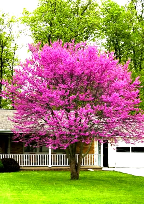 Eastern Redbud Tree Live Plant Dormant, 6 to 13 Inch Tall, Red Bud Tree Plants Live, Purple Lavender Redbud Blooms Color