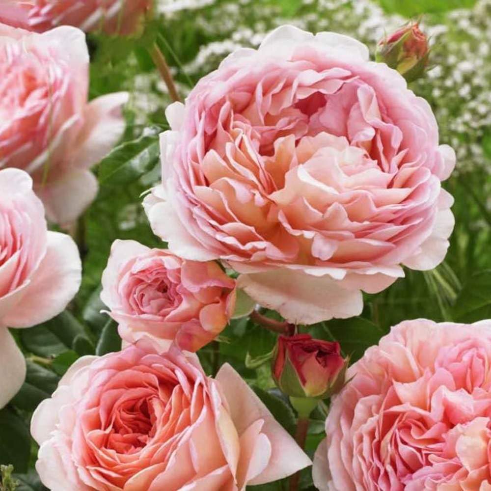 Rose Plant Live, Hybrid Tea Rose Bush Live Plant, 5-9 Inch Tall, Fragrant Flowers Shrub Ready to Plant Outdoor, No Pot, Well-Rooted (English Rose)