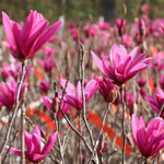Ann Magnolia Tree, Dormant Magnolia Flowering Shrub Bush in 2.5'' Pot, Well Rooted Magnolia to Grow in Container, Garden