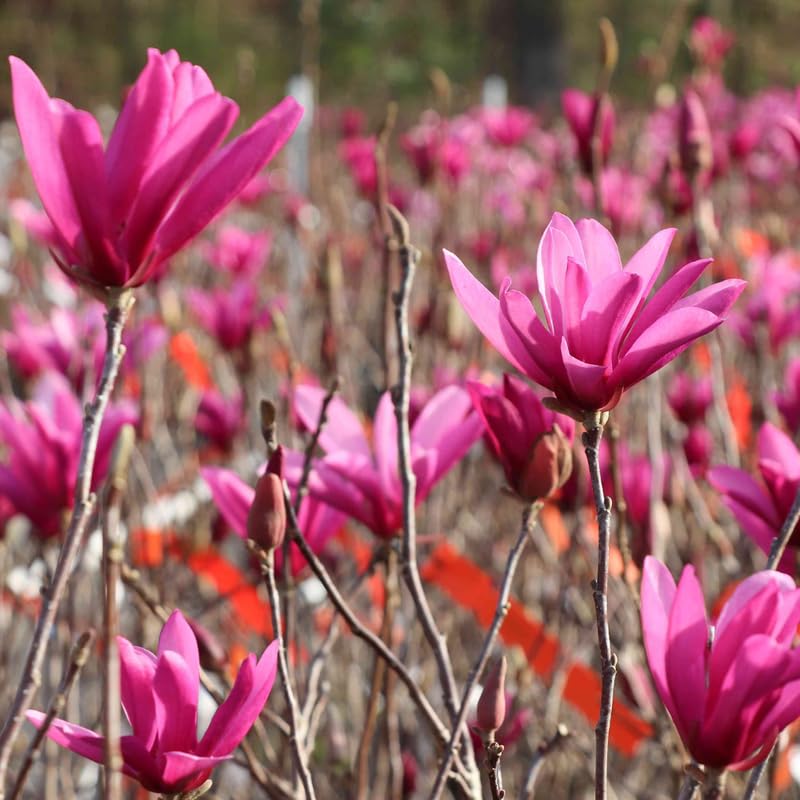 Ann Magnolia Tree, Dormant Magnolia Flowering Shrub Bush in 2.5'' Pot, Well Rooted Magnolia to Grow in Container, Garden