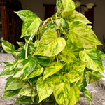 Golden Pothos Plant Live 4'' Pot, Indoor Houseplant Well Rooted, Hanging Planter or Basket Growing