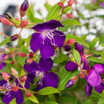 Blue Tibouchina Plant Live, Tibouchina Flowering Bush Shrub for Outdoor Garden, 5-7 Inches
