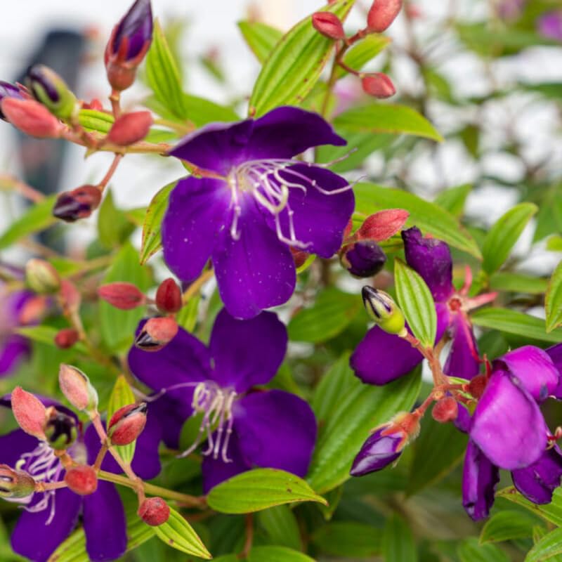 Blue Tibouchina Plant Live, Tibouchina Flowering Bush Shrub for Outdoor Garden, 5-7 Inches