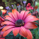 2 Mix Osteospermum African Daisy Plants, Perennial Daisy Flowers for Outdoor Planting 3-5 Inches (Coral)