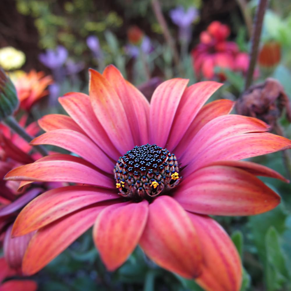 2 Mix Osteospermum African Daisy Plants, Perennial Daisy Flowers for Outdoor Planting 3-5 Inches (Coral)