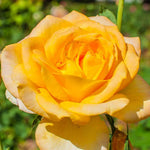 Rose Bush Live Plant for Gardening, Hardy Fragrant Rose Flower Plant, 5 to 10 Inch Tall, Ideal for Outdoor Planting (Gold Rose)