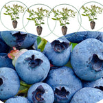 3 Assorted Southern Highbush Blueberry Bushes Seedlings, High-Yield Blueberry Trees Live Plants, 6 Months Old, Starter 3-6" in Tall, Cold Hardy Zones 4-7