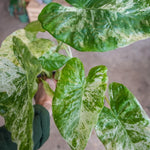 Spotted Alocasia Plant 4-8 Inch Tall, Tropical Alocasia Indoor Houseplant, Well Rooted Elephant Ear for Growing