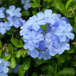 Set 4 Blue Plumbago Plants Live, Plumbago Flower Shrub Indoor Outdoor Planting, 4 to 6 Inch Tall