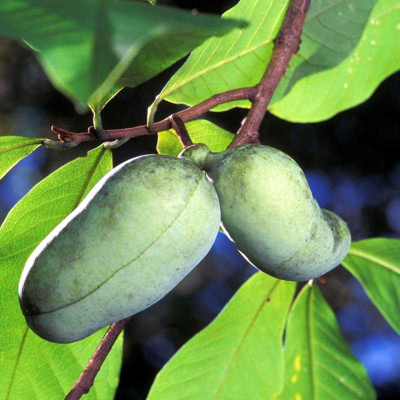 2 Pots Pawpaw Trees Live Plants, 6-12" Tall, Quart Pots, Hardy Paw Paw Fruit Trees for Outdoor Planting