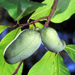 2 Common Pawpaw Fruit Tree, 6-12 Inch Tall Quart Pot, Cold Hardy Paw Paw for Garden or Orchard