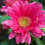 2 Gerbera Daisies Live Plants, Pink Gerbera Daisy Plants Live, Between 5 and 6 Inc Long, Daisy Plant, Daisies Flowers Live Plants for Garden