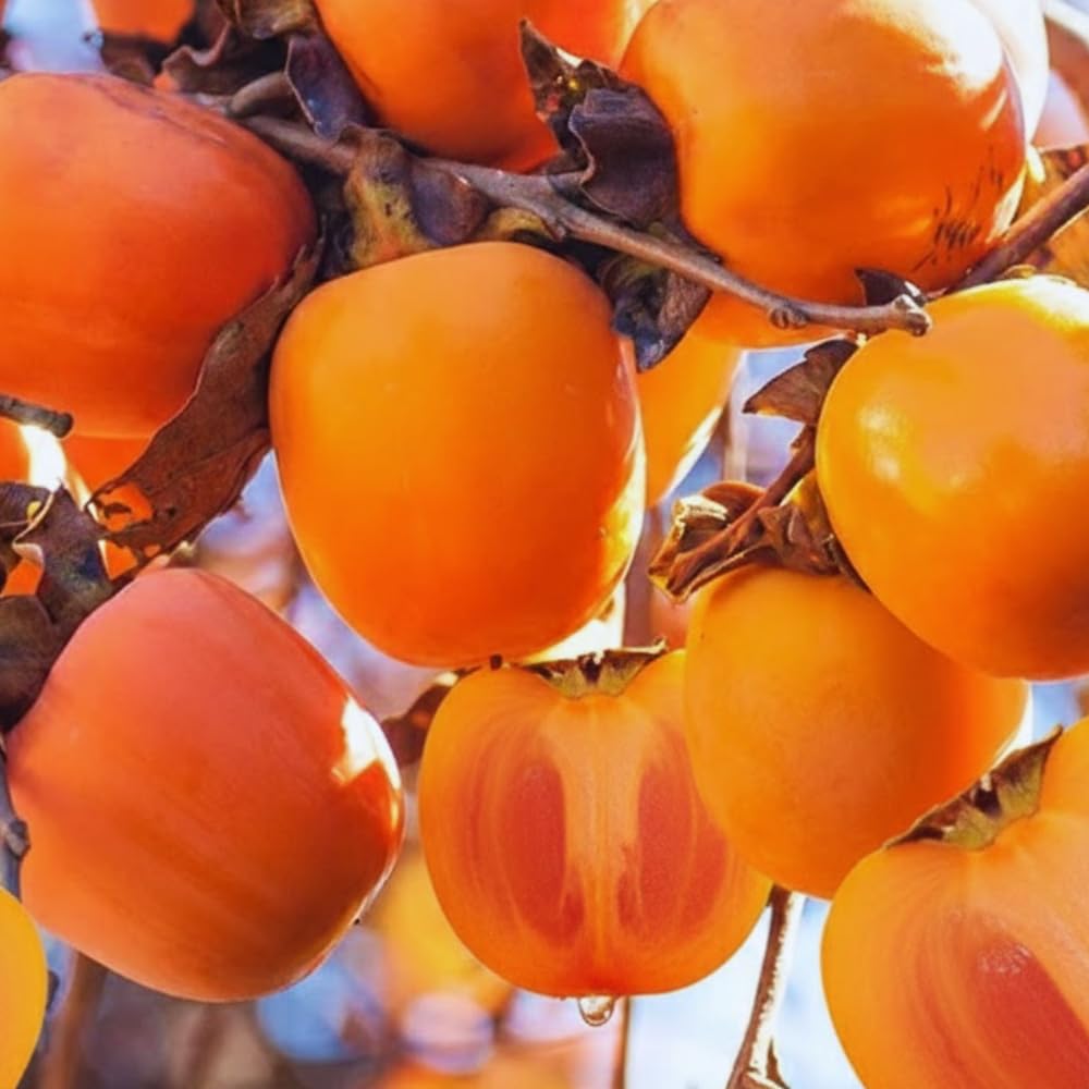 2 Persimmon Tree Live Plants Bare Roots, Live Persimmon Tree, Cold Hardy, 6-12 Inches Tall, Seedlings