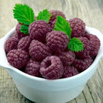 2 Raspberry Plants Live Seedlings 5 to 9 Inch Tall, Sweet Raspberry Bush Live Plants, Edible Raspberries Fruit Trees Live Plants (Glencoe Thornless Raspberry Plants)