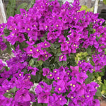 2 Deep Purple Bougainvillea Plants Live, Flowering Bougainvillea Vine for Outdoor Garden or Trellis, 5-9 Inch Tall, Very Hardy