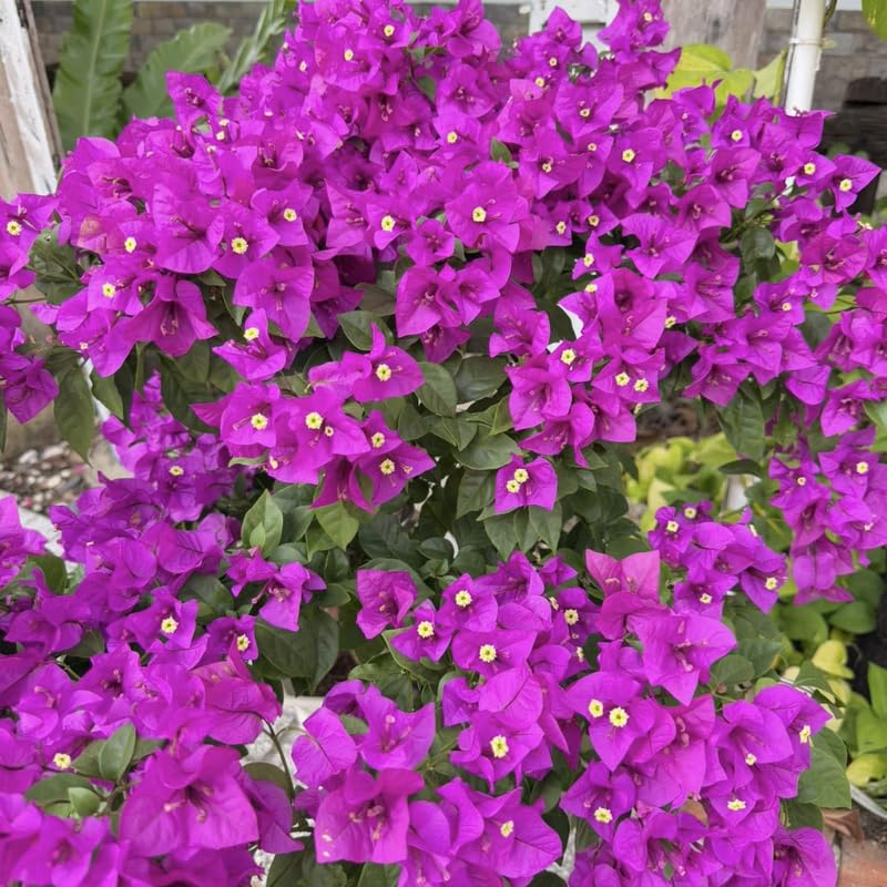 2 Deep Purple Bougainvillea Plants Live, Flowering Bougainvillea Vine for Outdoor Garden or Trellis, 5-9 Inch Tall, Very Hardy