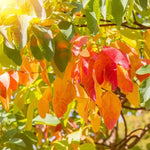 Live Sassafras Tree Seedling, Quart Pot, Sassafras Plant Live, Fragrant Leaves Autumn Foliage, 7-15" in Tall