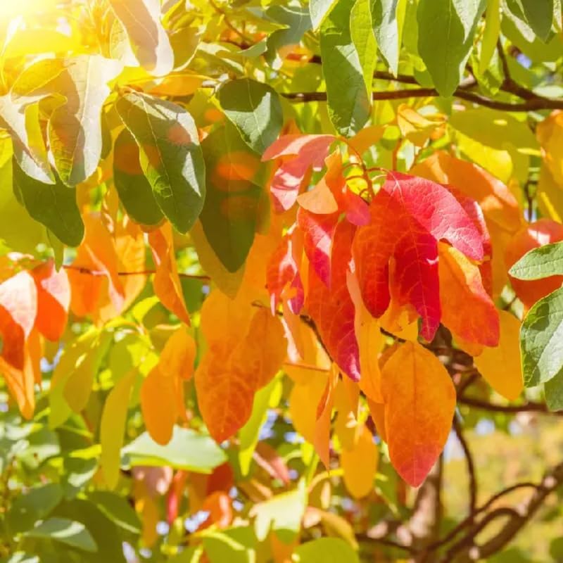 Live Sassafras Tree Seedling, Quart Pot, Sassafras Plant Live, Fragrant Leaves Autumn Foliage, 7-15" in Tall