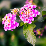 Set 4 Trailing Lantana Plants Live for Planting, Fragrant Lantana Live Plant to Grow Indoor Outdoor, Lantana Flowers Perennial, 4-8" Tall (Pink Lantana)
