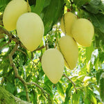 Cat Chu Mango Tree Live Plant Grafted, 14 to 18 Inches Tall in Pot, Ready to Bear Fruit in 1 Year, Sweet Mango Tree for Planting