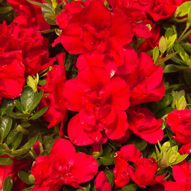 Red Dwarf Azalea Rhododendron Plants Live Tree, 1 Gallon Pot Azalea Bush Shrub Vibrant Bloom, 1 Year Old Well Rooted, Cold Hardy