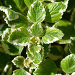 1 Plectranthus Swedish Ivy Plants Live in 3 Inch Pot, Variegated Swedish Ivy Live Plants