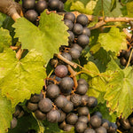 Random Grape Vines Live Plants for Planting, 5-10" Grape Tree for Outdoor Garden, Dormant in Winter, Cold Hardy, Sweet Flavor