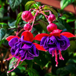 2 Fuchsia Live Plants, Fuchsia Flower Perennial for Outdoor Garden 3 to 5 Inches (Dark Purple)