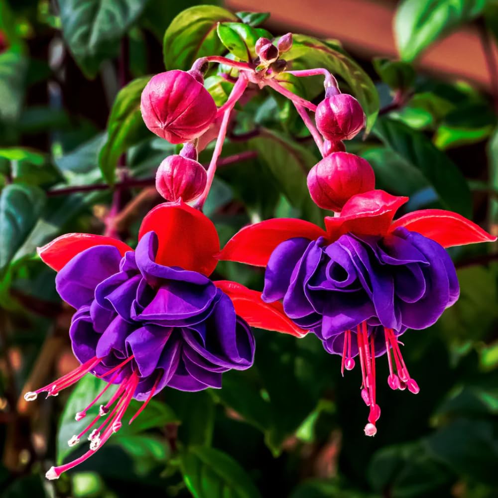 2 Fuchsia Live Plants, Fuchsia Flower Perennial for Outdoor Garden 3 to 5 Inches (Dark Purple)