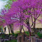 Eastern Redbud Tree Live Plant Seedling 6-12" Red Bud Tree Plants Live, Purple Lavender Redbud Blooms Color, Dormant in Winter