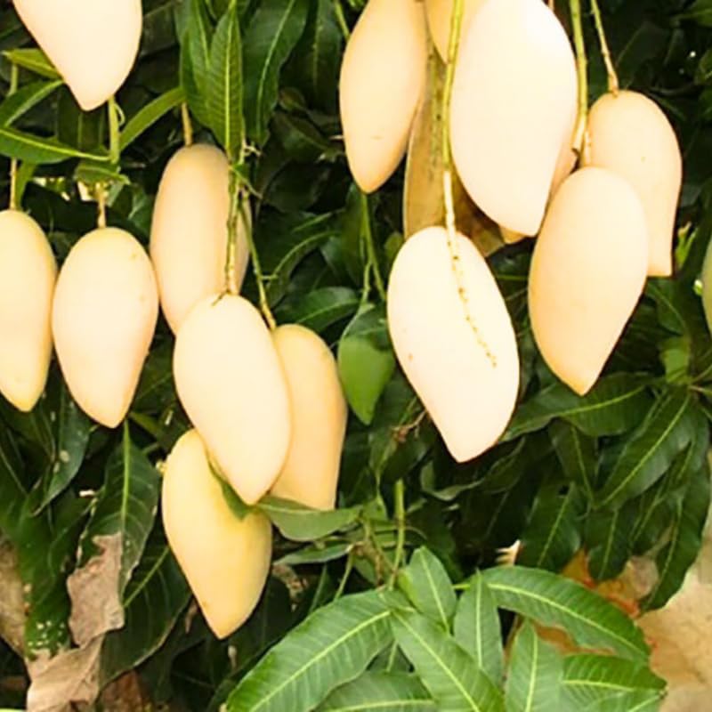 NAM Doc Mai Mango Tree Live Plant Grafted, 14 to 18 Inches Tall in Pot, Ready to Bear Fruit in 1 Year, Sweet Mango Tree for Planting