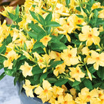 2 Yellow Mandevilla Live Plants, Flowering Mandevilla Plants, 5-9” Tall, Mandevilla Trellis Vines for Outdoor Garden and Containers