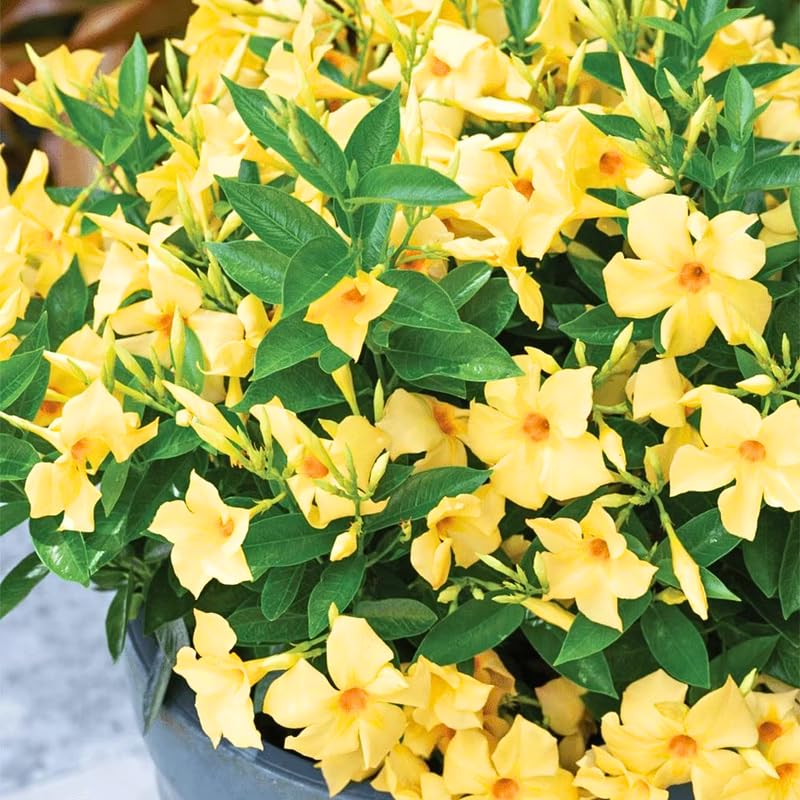 2 Yellow Mandevilla Live Plants, Flowering Mandevilla Plants, 5-9” Tall, Mandevilla Trellis Vines for Outdoor Garden and Containers