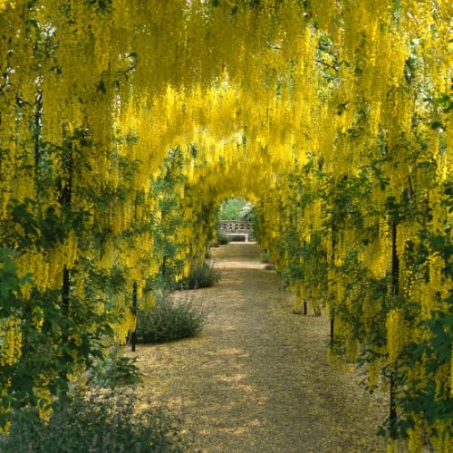 Golden Chain Tree, 20-24 Inch Tall Yellow Wisteria Plants, Golden Chain Plant Bare Root Seedling