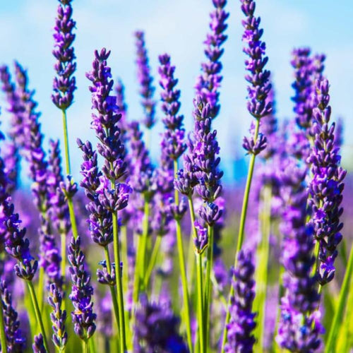 2 Lavender Plants Live Indoors, 4-8" Tall, Lavandula Perennial Flower Plants for Planting Outdoors Home Garden (Purple Lavender)