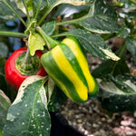 Set 4 Assorted Pepper Live Plants, 90 Days Old Super Pepper Live Plant for Summer Planting (Candy Cane Chocolate Cherry)