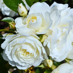 Rose Bush Live Plant, Hybrid Tea Rose Plant Live, 5-9 Inch Tall, Fragrant Flowers Tree, Well-Rooted 1 Year Old, No Pot (White Rose)