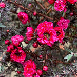 Manuka Tea Tree Live Plant, Pink Tea Tree, Compact Flowering Shrub for Outdoor Growing 4-9 Inch Tall