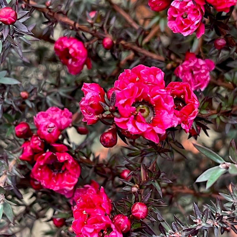 Manuka Tea Tree Live Plant, Pink Tea Tree, Compact Flowering Shrub for Outdoor Growing 4-9 Inch Tall