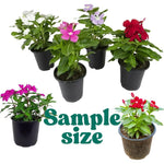 3 Vinca Flowers Plants Live, Minor Periwinkle Live Plants for Outdoor Planting, Random Bloom in 4 Inches Pot, Can Grow as Trailling Plant