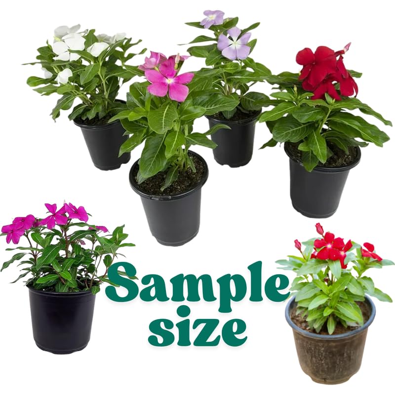 3 Random Vinca Flower Plants, Minor Periwinkle Live Plants for Outdoor Planting, Bloom in 4 Inches Pot, Can Grow as Trailling Plant