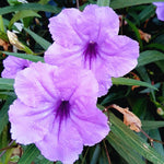 6 Purple Mexican Petunia Plants Live, 5 to 7 Inc, Petunia Flower Live Plants, Shrub Plant Gardening