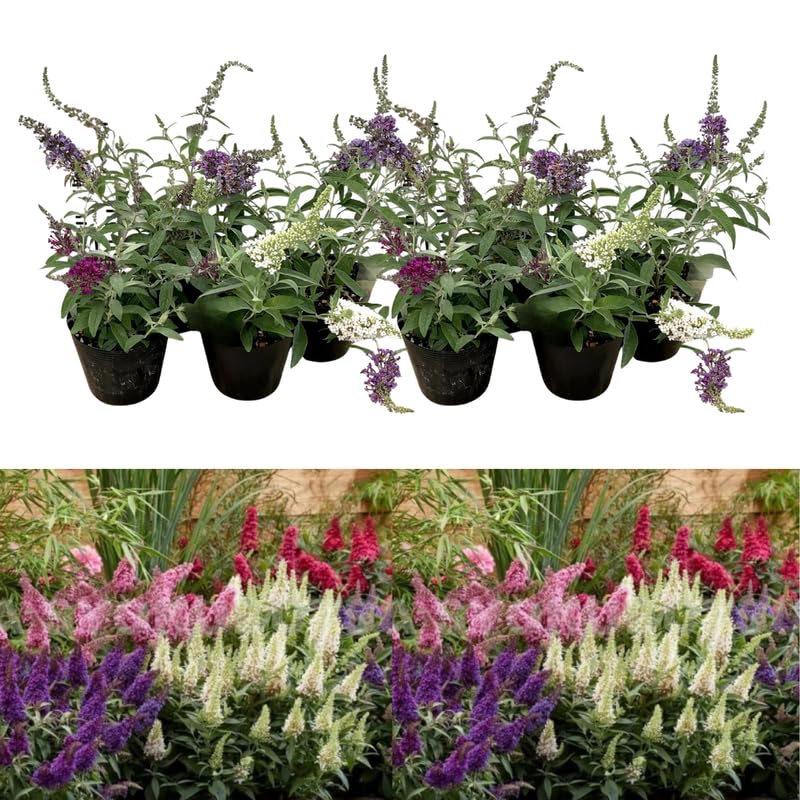 Pack of 2 Mixed Butterfly Bush Live Plant, Fragrant Buddleia Shrub, 4-9 Inch Height, Vibrant Blooms for Landscaping
