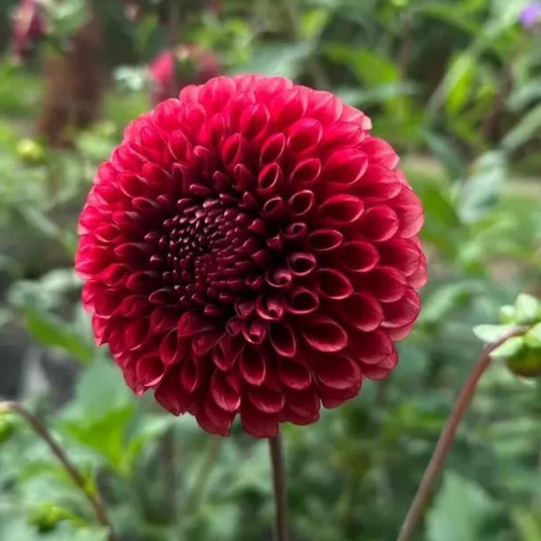2 Dahlia Bulbs for Spring Planting, Dahlia Bulbs for Planting Indoor and Outdoor (Red)