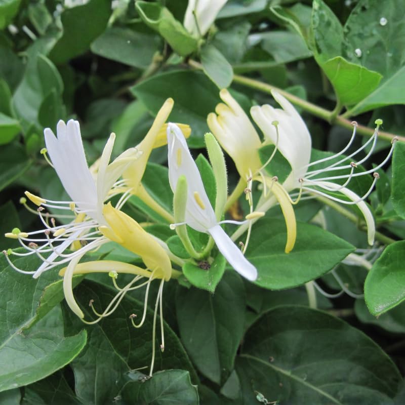 Pack 6 Cuttings White Yellow Honeysuckle Plant, 8-10" Unrooted Cutting, Flower Honeysuckle Vine Plant Cutting for Planting Outdoor Garden
