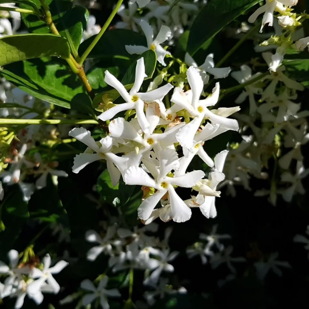 2 Jasmine Plants Live, Climbing Jasmine Flower Plant, Zone 4 to 11, 5 to 7 Inc in Height (Star)