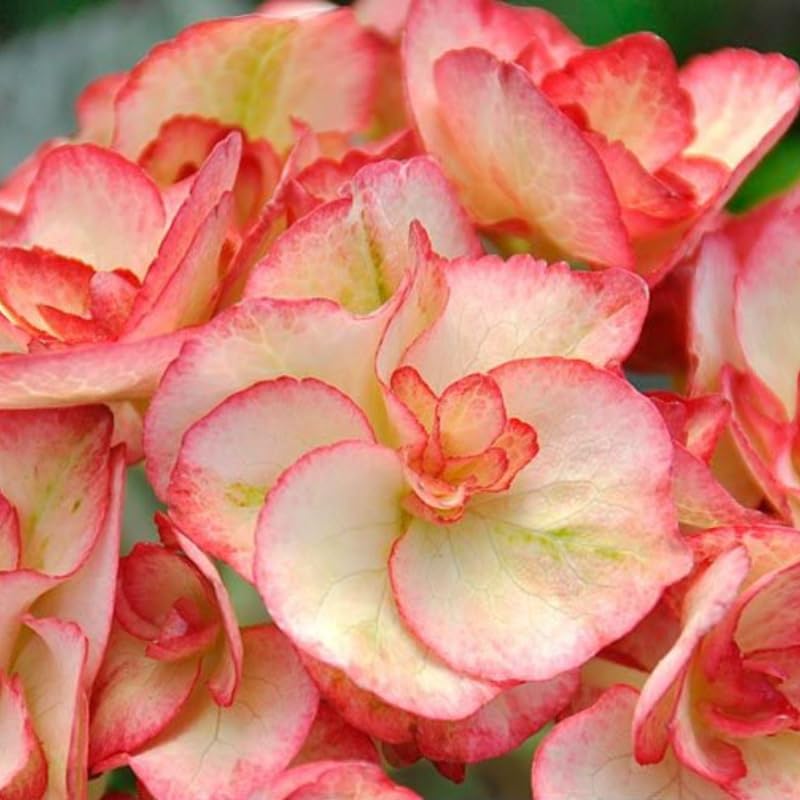 Hydrangea Plant Live Tree, Blooming Garden Bush Hardy Hydrangea Shrub, Double Petals Flowering Plant Indoor Outdoor Well-Rooted 5-9 Inc Tall, Stater Plant