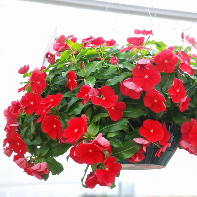 4 Pots Red Vinca Plants Live, 4-6" Tall Ground Cover Vinca Flowers for Outdoor Garden, Landscape, Containers